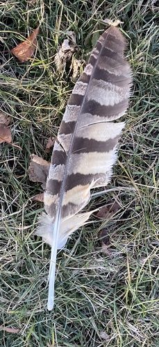 Great Horned Owl photographed in Iowa