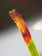 Contarinia pseudotsugae