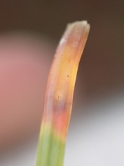 Contarinia pseudotsugae