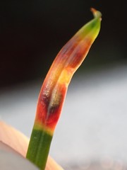 Contarinia pseudotsugae