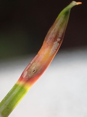 Contarinia pseudotsugae