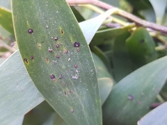 Chrysomphalus aonidum