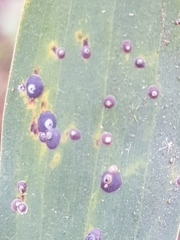 Chrysomphalus aonidum