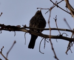 Turdus merula