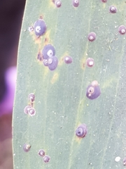 Chrysomphalus aonidum