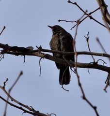 Turdus merula
