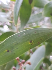 Chrysomphalus aonidum