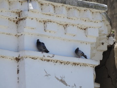 Columba livia
