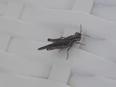Orphulella punctata