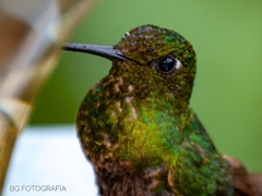 Colibri