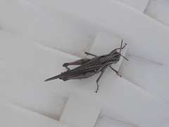 Orphulella punctata