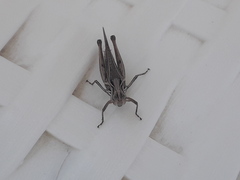 Orphulella punctata
