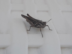 Orphulella punctata