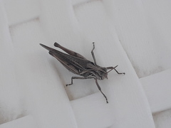 Orphulella punctata