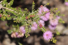 Melaleuca jonesii