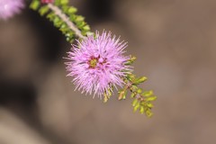 Melaleuca jonesii