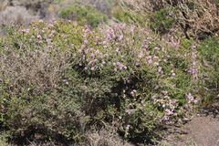 Melaleuca jonesii