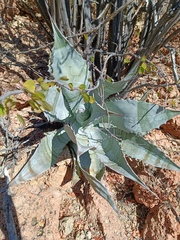 Agave colorata
