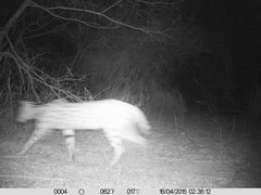 Leptailurus serval constantina