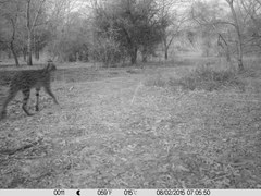 Leptailurus serval constantina