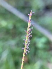 Eremochloa ophiuroides