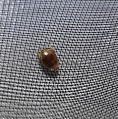 Rhyzobius chrysomeloides