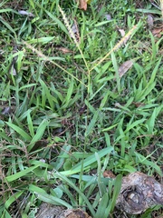 Eremochloa ophiuroides