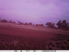 Leptailurus serval constantina