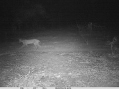 Leptailurus serval constantina