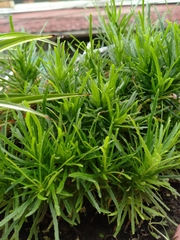 Podocarpus macrophyllus