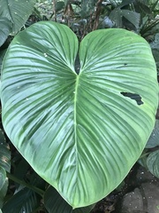 Homalomena rubescens