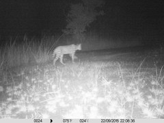 Leptailurus serval constantina