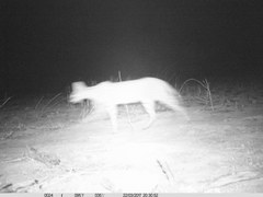 Leptailurus serval constantina