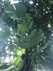 Monstera adansonii