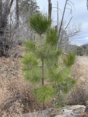 Pinus arizonica