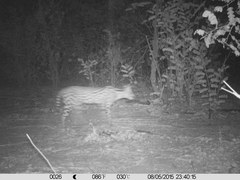 Leptailurus serval constantina
