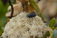 Sarconesiopsis magellanica