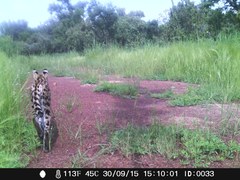 Leptailurus serval constantina
