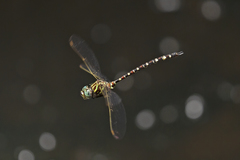 Austroaeschna pinheyi