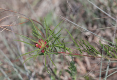 Calylophus