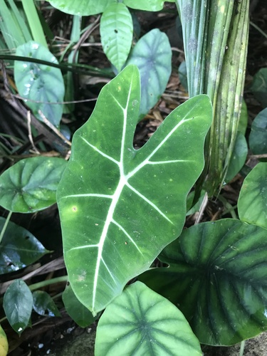 Alocasia micholitziana