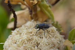 Sarconesiopsis magellanica