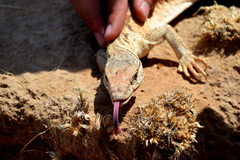 Varanus griseus caspius