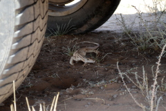 Varanus griseus caspius