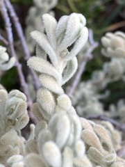 Thymelaea velutina