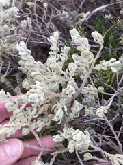 Thymelaea velutina