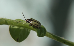 Disonychodes exclamationis