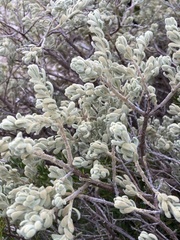 Thymelaea velutina
