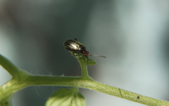 Disonychodes exclamationis