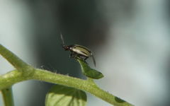 Disonychodes exclamationis